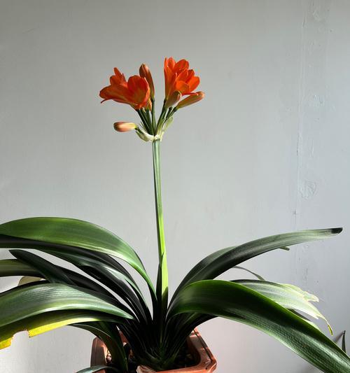 君子兰怎样才能顺利开花？