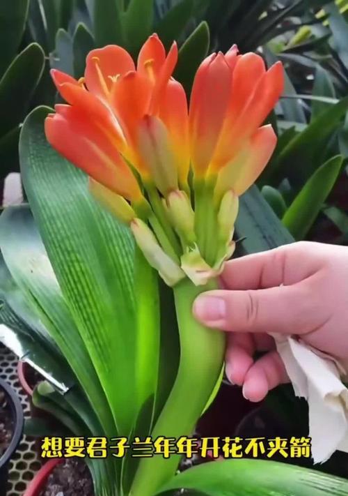 君子兰怎样才能顺利开花？