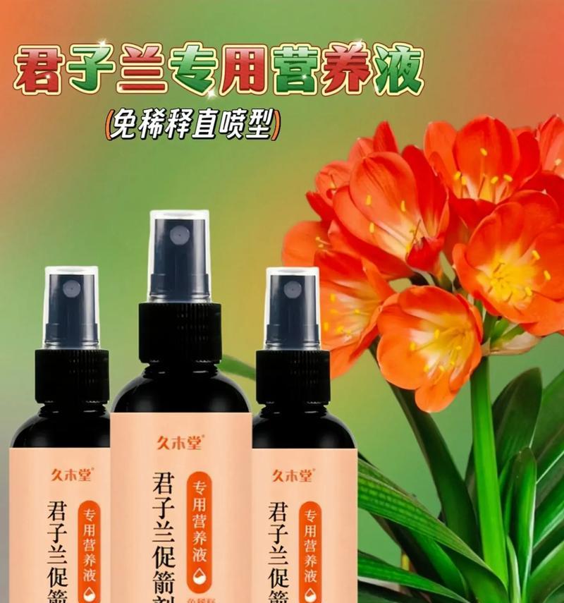 君子兰怎样才能顺利开花？