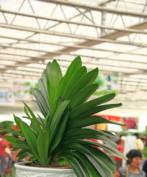 君子兰植物为何能抵抗病毒？
