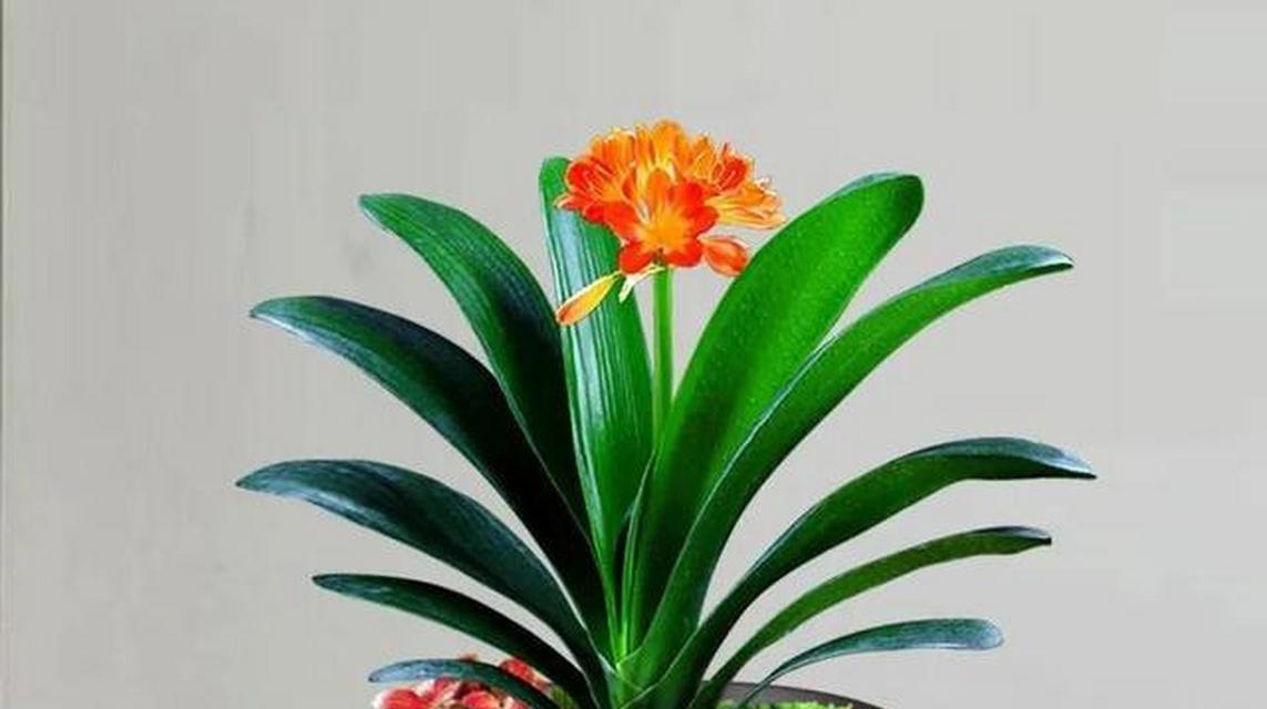 君子兰植物为何能抵抗病毒？