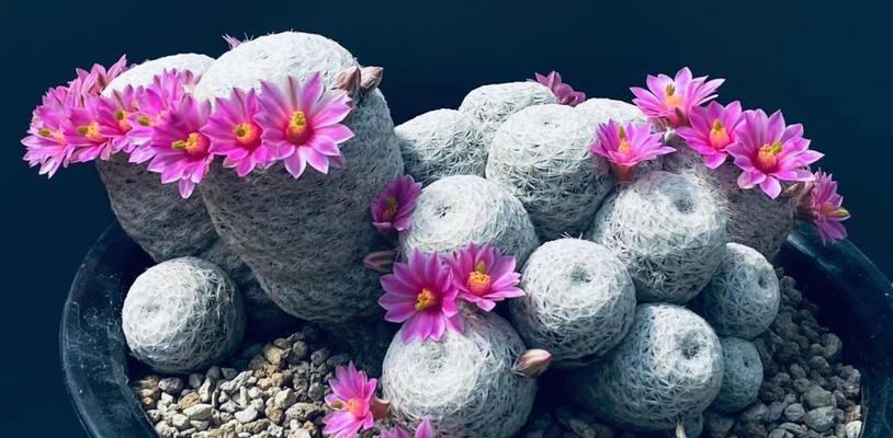 白鸟仙人球需要修根吗？如何正确养护白鸟仙人球？