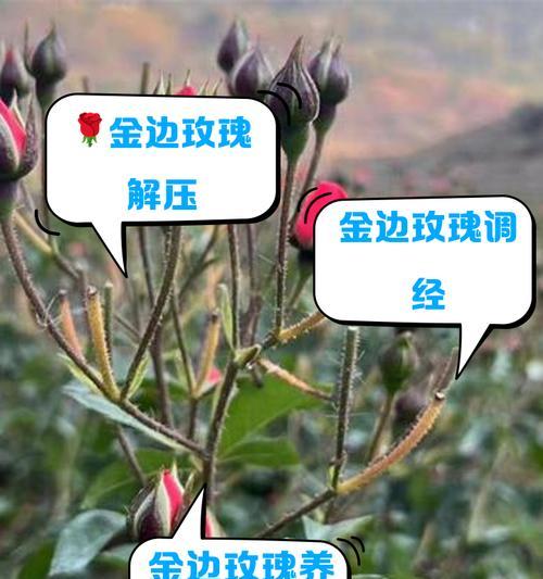 河滩地种植玫瑰花有哪些特别注意事项？