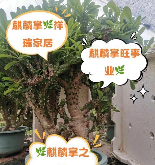 铁山麒麟仙人球的养殖方法和注意事项？