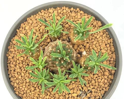 铁山麒麟仙人球的养殖方法和注意事项？