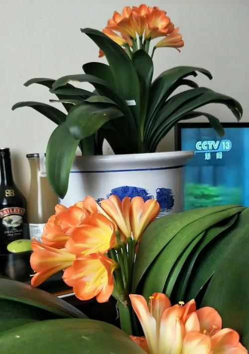 君子兰小猫的养护技巧有哪些？