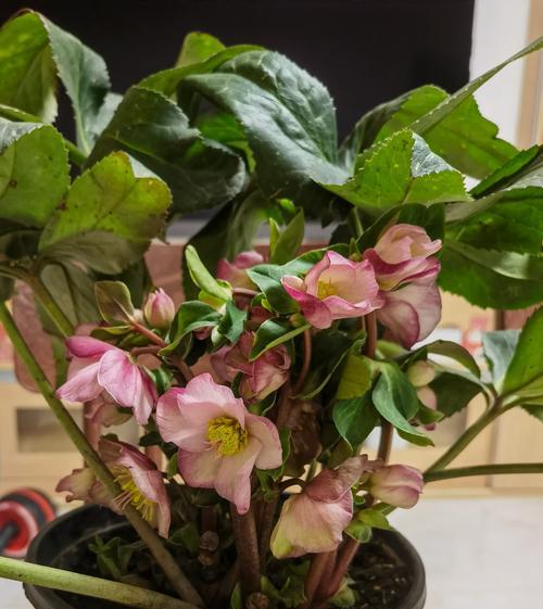 冰雪玫瑰花的开花季节是什么时候？