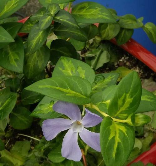 黑玫瑰花直播盆栽的养护要点是什么？如何保持颜色鲜艳？