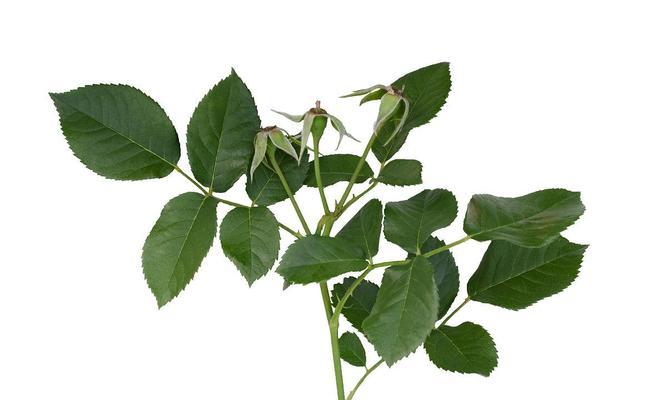 玫瑰花的叶子有什么特征？玫瑰花叶子的形状像什么？