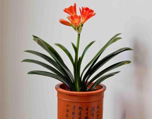 花生酱养君子兰怎么养？有哪些效果？