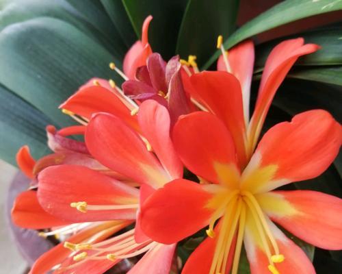 君子兰不生侧芽的原因是什么？