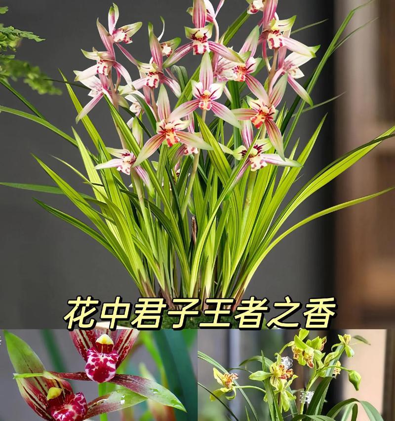 君子兰适合用什么泥土裁种？如何选择合适的土壤？