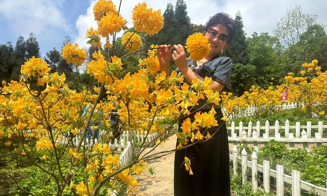 杜鹃牡丹花的养护和管理方法是什么？