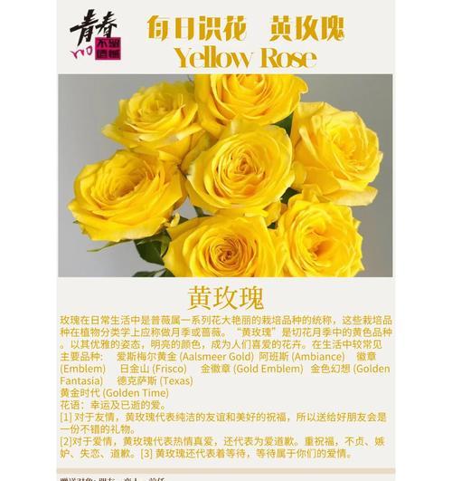 玫瑰花叶片发黄是什么原因？