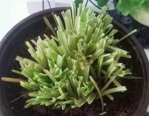 君子兰叶片根部长新芽的原因是什么？