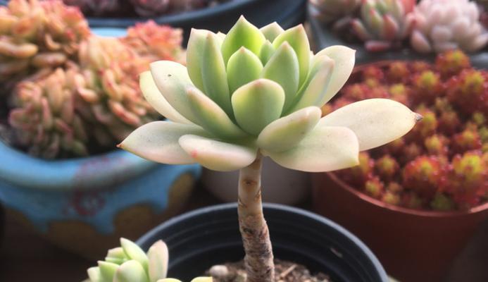 白鹅毛仙人球的养护难度如何？如何养好？