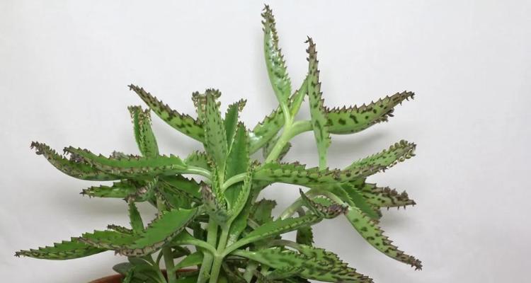 白鹅毛仙人球的养护难度如何？如何养好？