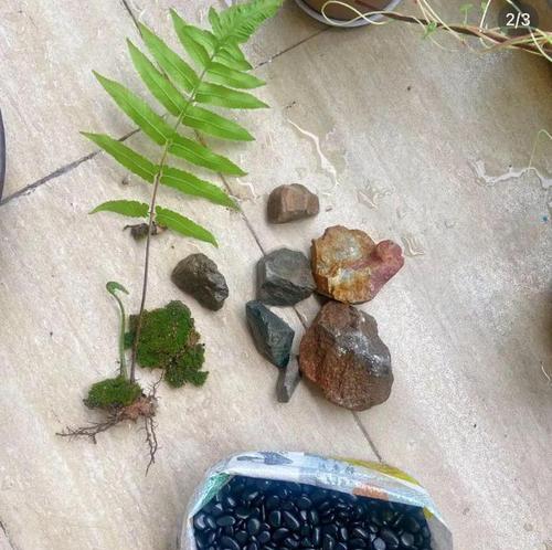 河沙石种植仙人球的利弊？