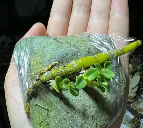 河沙石种植仙人球的利弊？