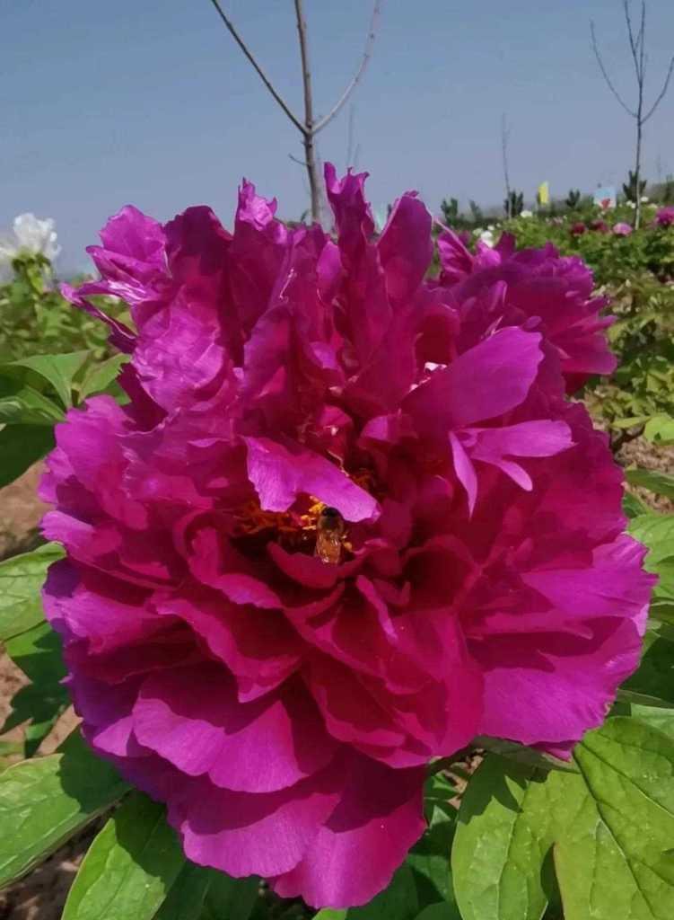 南方种植牡丹花需要注意什么？