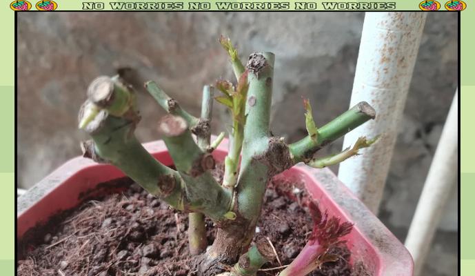 玫瑰花断枝种植的方法是什么？