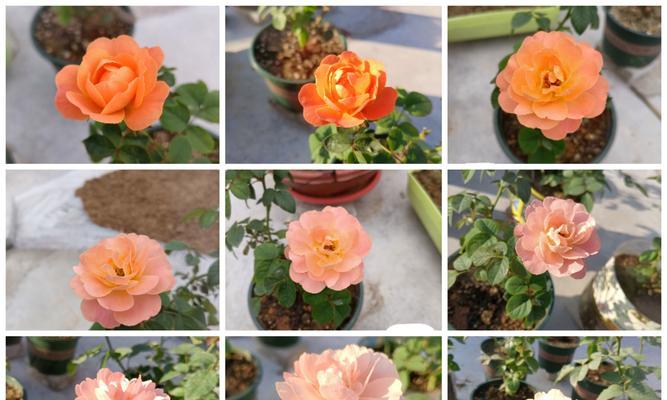 玫瑰花断枝种植的方法是什么？