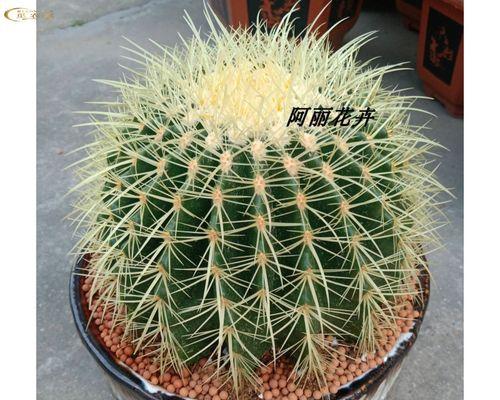 适合放仙人球的大花盆名称是什么？