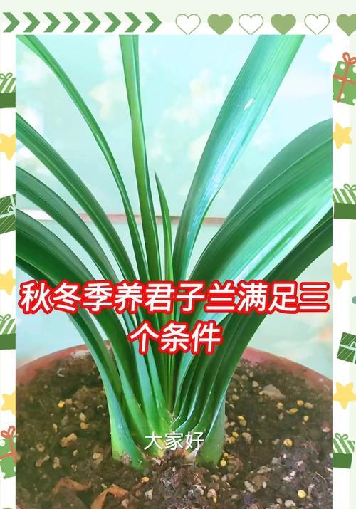 君子兰施肥的正确时机？如何判断施肥需求？