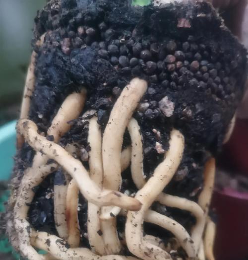 君子兰换土时应该使用什么类型的水？浇水有哪些注意事项？