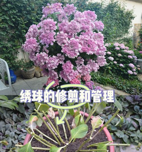 牡丹花换盆时老根如何修剪？修剪后如何管理？
