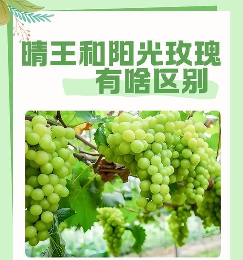 目前市场上最受欢迎的玫瑰花品种是什么？它为何如此受欢迎？