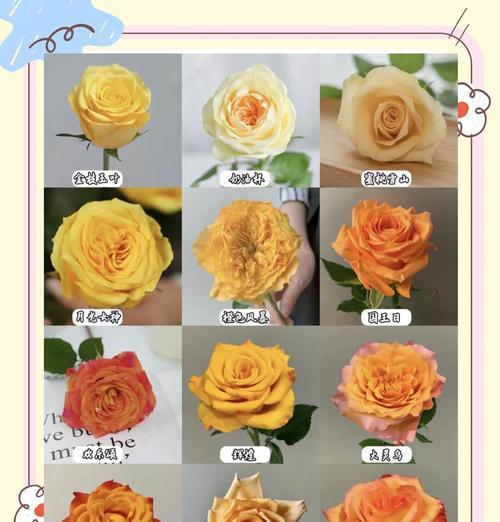目前市场上最受欢迎的玫瑰花品种是什么？它为何如此受欢迎？