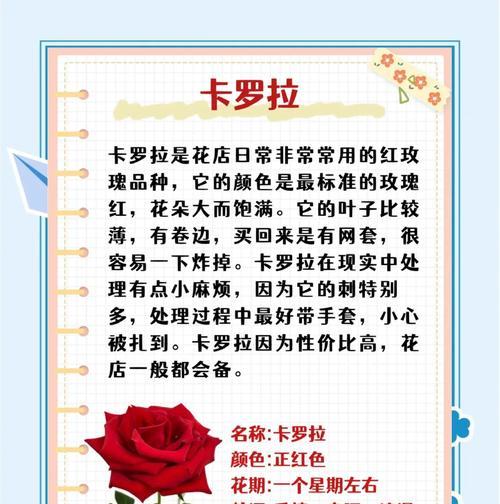 目前市场上最受欢迎的玫瑰花品种是什么？它为何如此受欢迎？