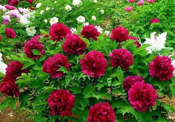 棚里能种牡丹花吗？牡丹花的养殖方法是什么？