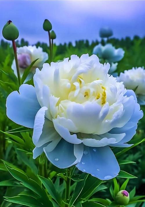 棚里能种牡丹花吗？牡丹花的养殖方法是什么？