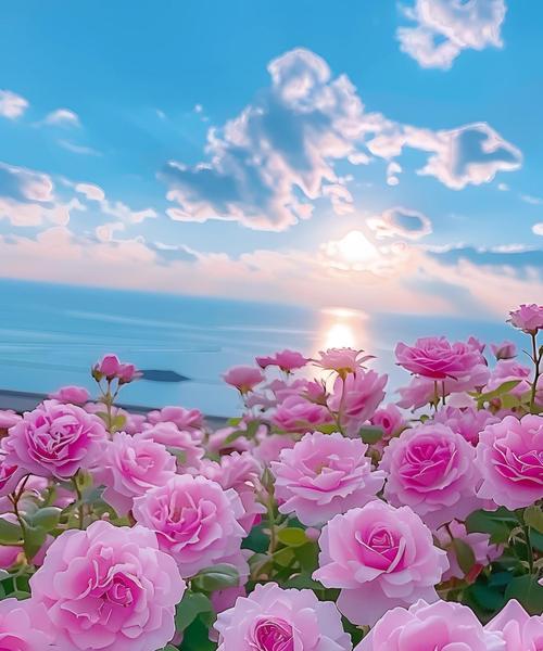 你知道粉色带白色条纹的玫瑰花吗？