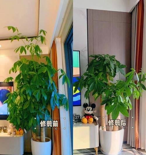 仙人球烂根后哪个季节修剪最合适？