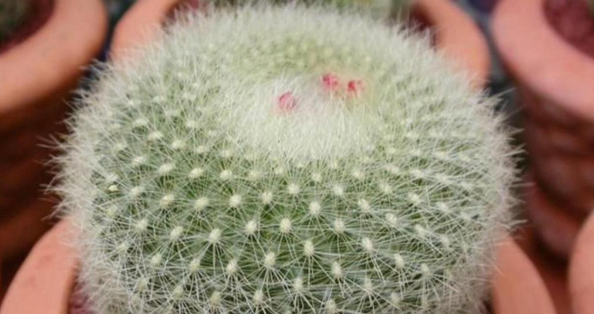 仙人球烂根后哪个季节修剪最合适？