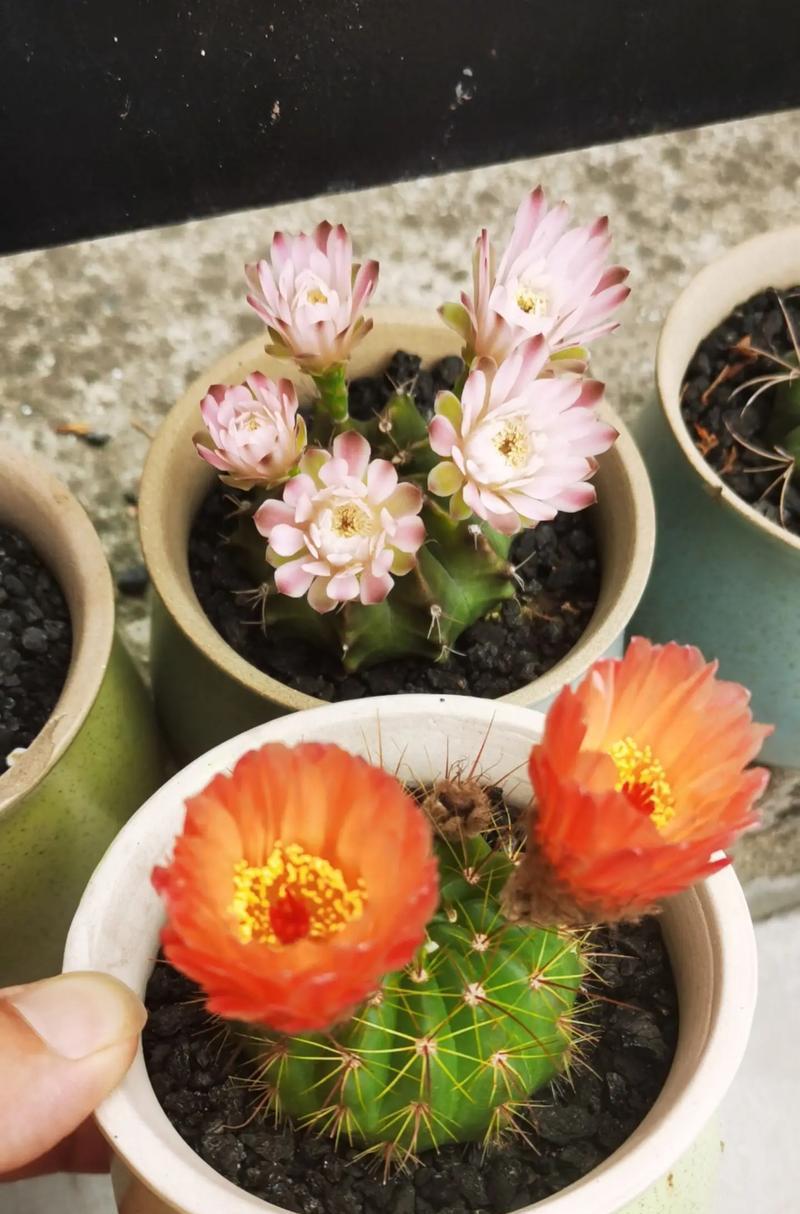 哪些品种的仙人球可以四季开花？
