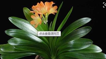 新买的君子兰种植方法是什么？