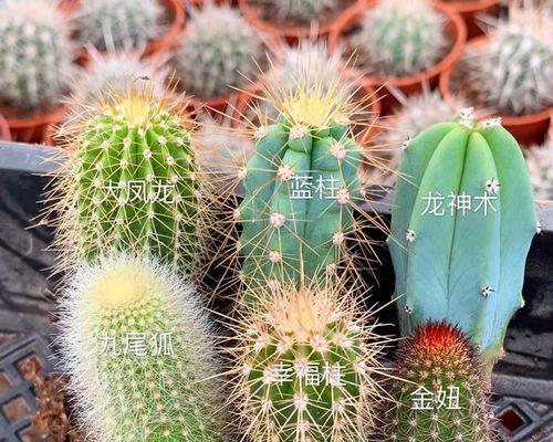 垂吊金妞仙人球落地嫁接步骤是什么？