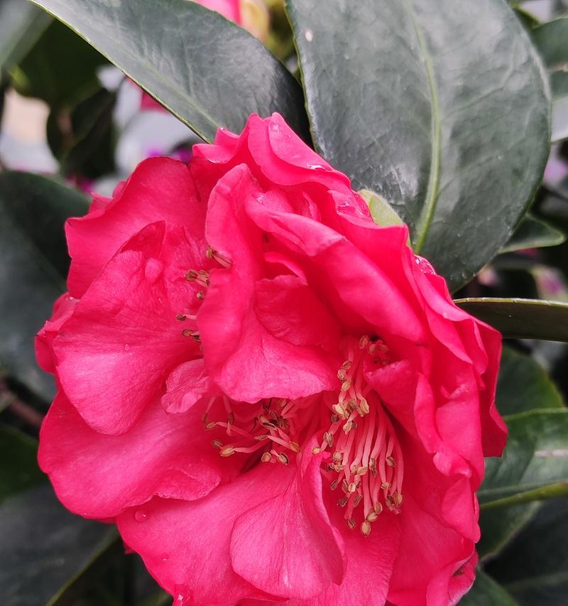 红色的茶花语录是什么？茶花的红色代表了什么？