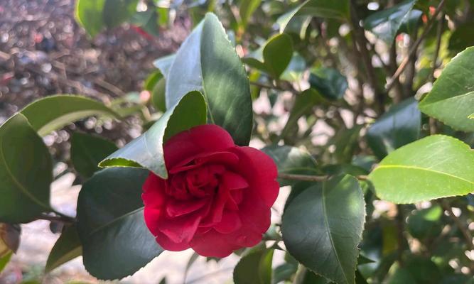 红色的茶花语录是什么？茶花的红色代表了什么？