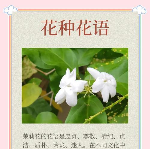 茉莉花语适合送给妈妈吗？