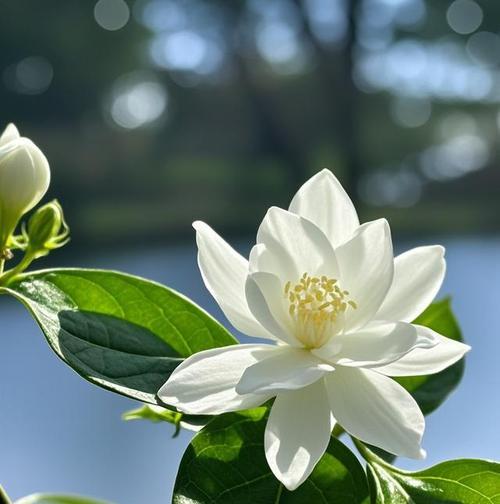 茉莉花语适合送给妈妈吗？