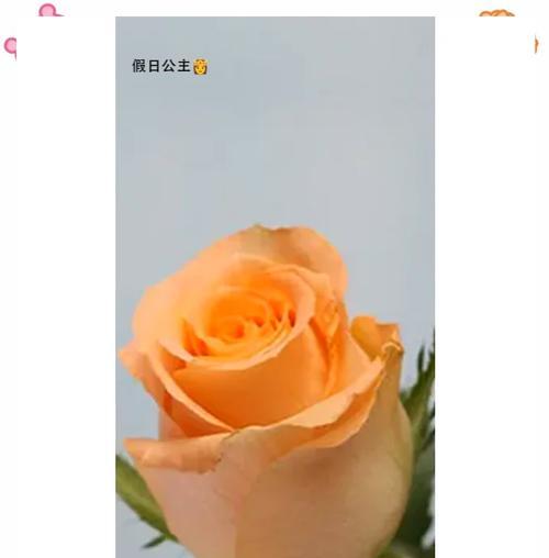 两朵花配黄色，花语有何特别含义？