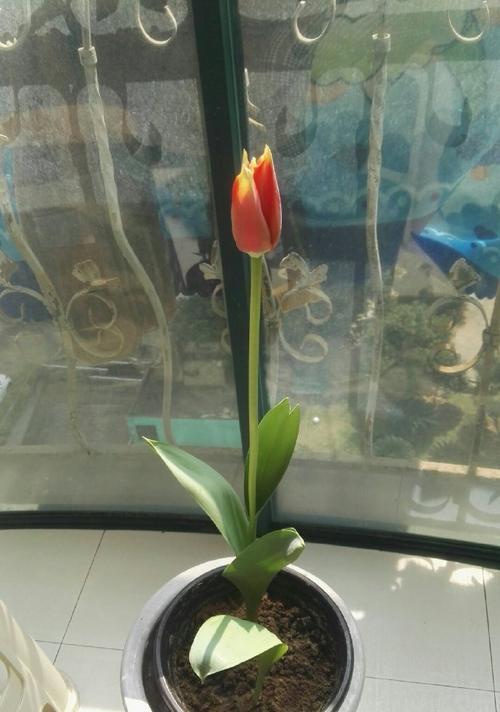 博主是如何讲解花语的？他们分享了哪些内容？