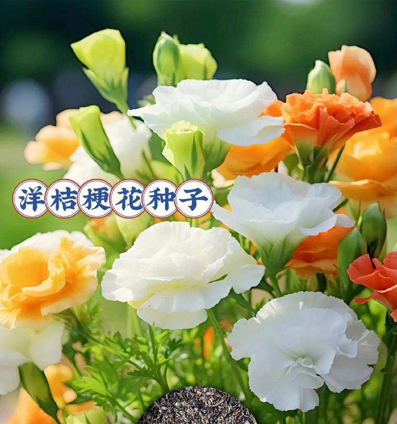 清冷冷清的花语有哪些寓意？