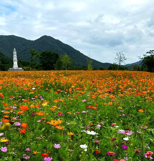 漫步竹林花语代表什么含义？