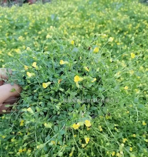 金沙蔓的花语及其用途是什么？